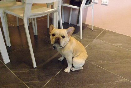 人懐こいわんわん